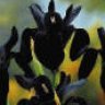 Black__Orchid