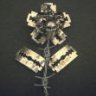 Rose_knight
