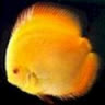 phungtnlan