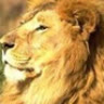lionkinglh