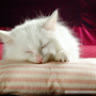 Sunny_saint