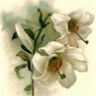 Thu_Vang78