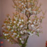 chuonchuonbao