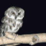 z_sprite