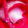 camellia0906
