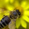 Maroon_Bee
