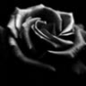 black-rose