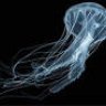 Jelly_Fish