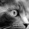 meotomcodon