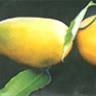 toikhongphailatoi