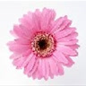 simpleflower
