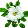 BlueCherokeeRose