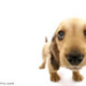 handsome_dog