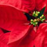 poinsettia
