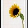 sunflower2005