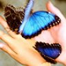 tutti_butterfly