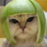 slunce