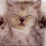 omai_sau_xao