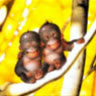 giatrai