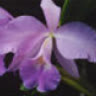 muathutrong