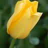 sunlight239