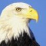 eagle39000