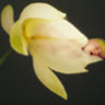 glass_flower
