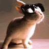 rabbit_n_glasses