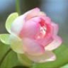 bupsenhong