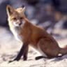 fox2005