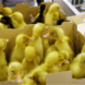 babyduck
