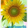 sunflower86