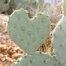 cactus_girl
