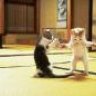 canhbayaikido