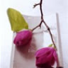 CocoDaisy