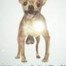 Chihuahua_De_GauGauGau