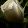PLP_Pirate