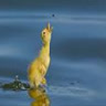 le_hoang_da_lam