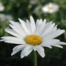 petite_daisy