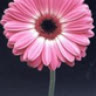 sumu