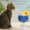 BlueBlackSun