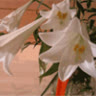 MinhThanh_77