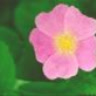 Thu_Huong12a