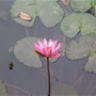 longtuyen29