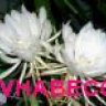 qvhabeco