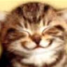 meodoi