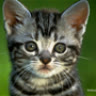 meomatmoc