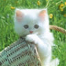 meotrangxinh