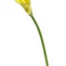Hin_lily