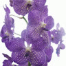 nhungsnow
